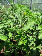 Plantaardige planten, Tuin en Terras, Planten | Bomen, Ophalen, Bolboom, Minder dan 100 cm