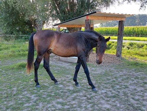 Étalon de dressage de 2,5 ans, Animaux & Accessoires, Chevaux, Étalon, Non dressé, 160 à 165 cm, 0 à 2 ans, Cheval de dressage