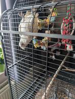 Tamme naaktoog kaketoe, Domestique