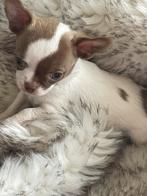 Prachtige reutje, Dieren en Toebehoren, Honden | Chihuahua's en Gezelschapshonden, CDV (hondenziekte), België, Fokker | Hobbymatig