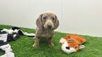 Gladharige Dwergteckel pups, Dieren en Toebehoren, België, 8 tot 15 weken, Korthaar, CDV (hondenziekte)