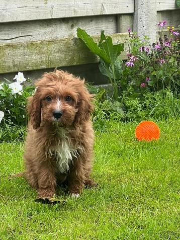 Chiots Cockapoo