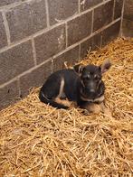 Duitse herder teefje., Dieren en Toebehoren, België, Fokker | Hobbymatig, CDV (hondenziekte), 8 tot 15 weken