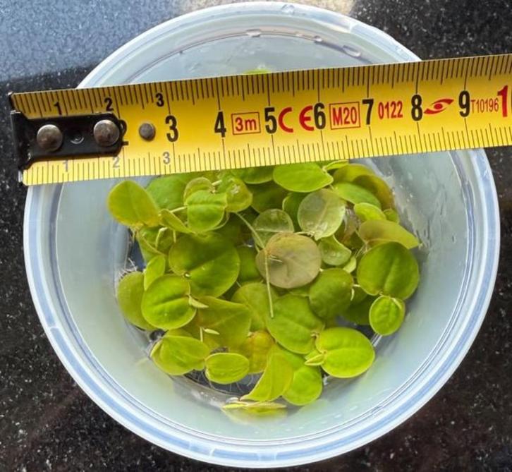 Phyllanthus fluitans, Dieren en Toebehoren, Vissen | Aquaria en Toebehoren, Nieuw, Plant(en), Steen of Hout, Ophalen of Verzenden