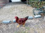 2 jonge hanen te koop, Dieren en Toebehoren, Pluimvee