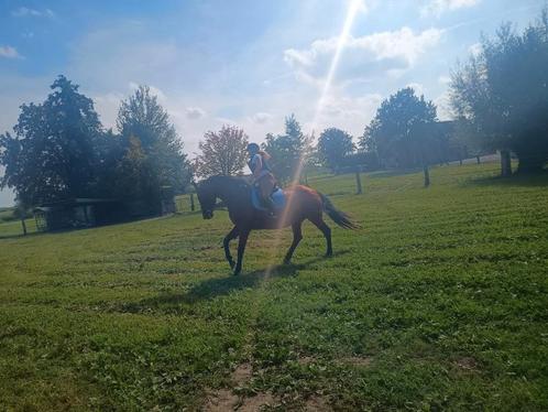 Paard tekoop, Dieren en Toebehoren, Paarden