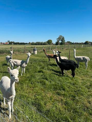 Alpacas te koop volle moeren, Femelle