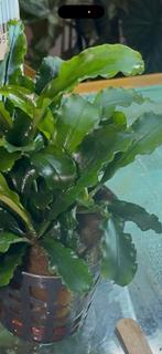 Bucephalandra Green Velvet, Animaux & Accessoires, Poissons | Aquariums & Accessoires, Enlèvement ou Envoi, Neuf, Plante(s), Pierre ou Bois