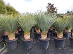 Yucca rostrata, En pot, Plein soleil, Enlèvement, Été