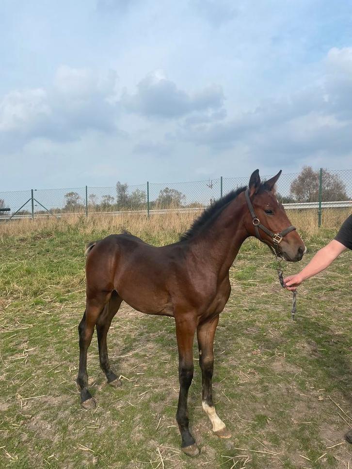 Betaalbaar BWP hengsten veulen, Dieren en Toebehoren, Paarden, Hengst, Niet van toepassing, 170 tot 175 cm, 0 tot 2 jaar, Springpaard