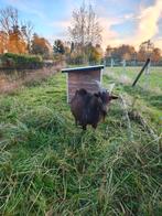 Bok die direct beschikbaar is voor zijn diensten (huren of k, Dieren en Toebehoren