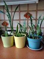 Sanseveria, Enlèvement