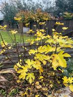 Vijgenboom 1.70m, Tuin en Terras, Ophalen, 100 tot 250 cm, Vijgenboom