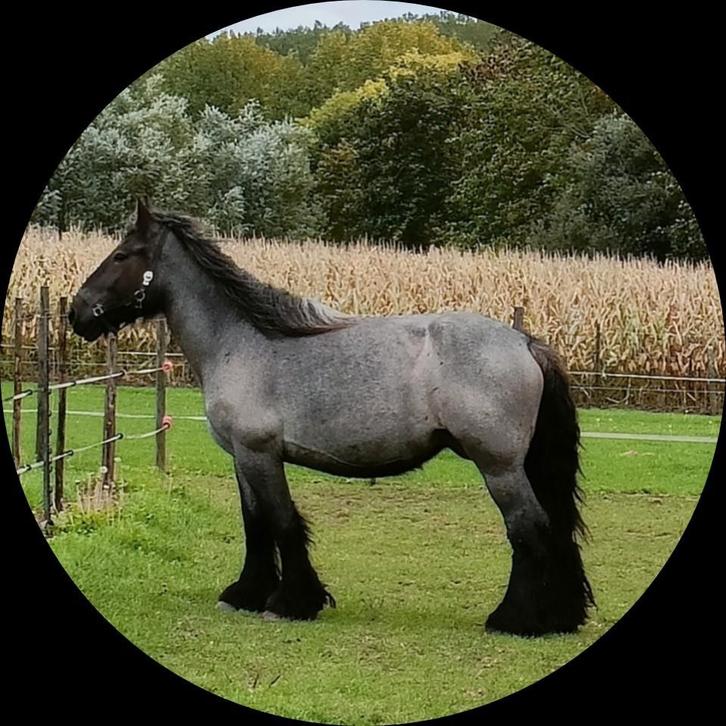 Trekpaard. Drachtige. Blauwschimmel, Dieren en Toebehoren, Paarden, Merrie, Niet van toepassing, 160 tot 165 cm, 3 tot 6 jaar