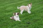 Border collie pups 💖💖💖, Dieren en Toebehoren, Honden | Herdershonden en Veedrijvers, België, 15 weken tot 1 jaar, CDV (hondenziekte)