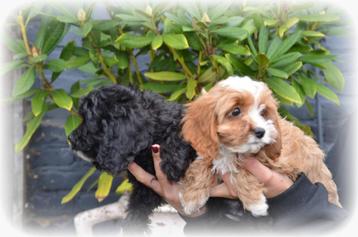 Cockapoo pups beschikbaar voor biedingen