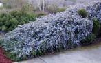 Rozemarijn officinalis, Tuin en Terras, Ophalen, Vaste plant