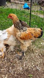Jonge Brahma haan, Dieren en Toebehoren, Pluimvee, Mannelijk, Kip