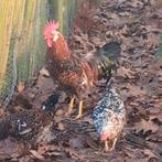 Leghorn porselein haan, Dieren en Toebehoren, Mannelijk, Kip