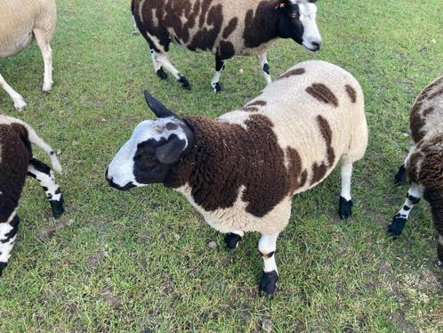 Baggerbonte Rammen & Ooien, Dieren en Toebehoren, Schapen, Geiten en Varkens, Schaap, Meerdere dieren, 0 tot 2 jaar