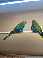 Koppels turqouisine parkieten, Dieren en Toebehoren