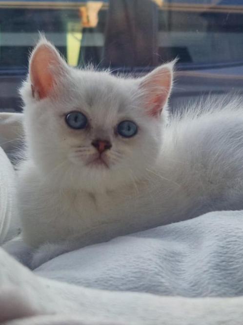 Brits korthaar kitten, Dieren en Toebehoren, Katten en Kittens | Raskatten | Korthaar, Meerdere dieren, 0 tot 2 jaar, Gechipt