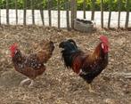 Legkippen Leghorn Goudpatrijs - Bel: 0472/51.09.71, Kip
