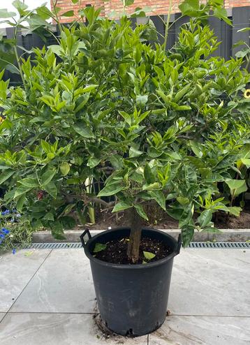 Sinaasappelboom, En pot, 100 à 250 cm, Plein soleil, Autres espèces