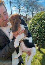 Beagle pup teefje, Dieren en Toebehoren, Teef, 8 tot 15 weken, België, Beagle