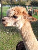 Alpaca merrie, Juni, Vrouwelijk