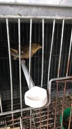 Couple canari, Animaux & Accessoires, Oiseaux | Canaris, Mâle, Canari chanteur