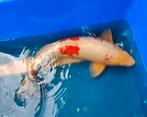 Koi Kohaku 52 cm te koop, Dieren en Toebehoren, Karper of Koi