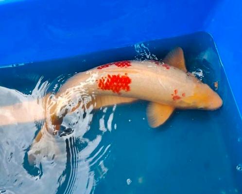 Koi Kohaku 52 cm à vendre, Animaux & Accessoires, Poissons | Poissons d'étang, Carpe ou Koï