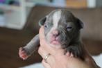 Franse Bulldog pups in huis opgevoed, Dieren en Toebehoren, Honden | Bulldogs, Pinschers en Molossers, België, Reu, CDV (hondenziekte)