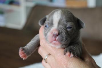 Franse Bulldog pups in huis opgevoed beschikbaar voor biedingen