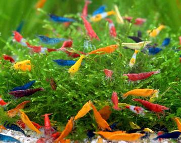 GEZOCHT neocardina garnalen beschikbaar voor biedingen