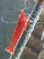 Hobbyaquarium Deep Red garnalen, Dieren en Toebehoren, Vissen | Aquariumvissen