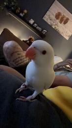 Albino halsbandparkiet, Dieren en Toebehoren, Vogels | Parkieten en Papegaaien