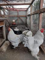 Hanen 2025, Dieren en Toebehoren, Pluimvee