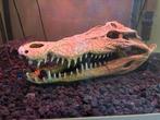 Aligator schedel, Dieren en Toebehoren, Ophalen of Verzenden, Nieuw
