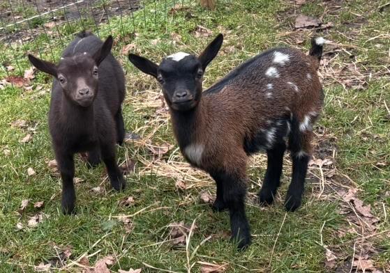 Dwerggeiten, Dieren en Toebehoren, Schapen, Geiten en Varkens