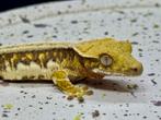 Wimpergekko’s *2024* verschillende kleuren, Dieren en Toebehoren, Reptielen en Amfibieën