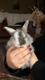Dwergkonijn x hangoor, Dieren en Toebehoren, Klein, Hangoor