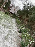 plantation de nouvelle haie, Ophalen, Nieuw