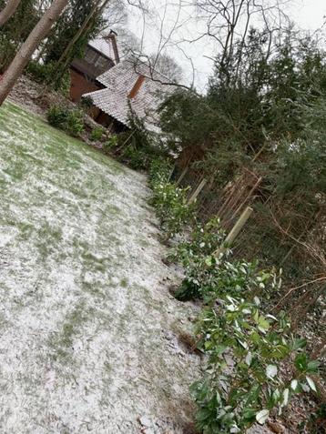 plantation de nouvelle haie beschikbaar voor biedingen