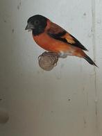 kapoetsensijs, Dieren en Toebehoren, Vogels | Overige Vogels, Meerdere dieren, Tropenvogel