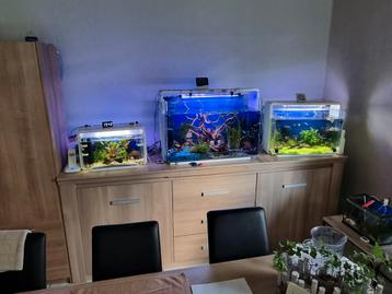 4 aquaria met vissen, kreeft, garnalen, ornament, filter, ..