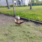 15 tal broedeieren barbarie eend, Dieren en Toebehoren, Eend