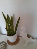 Bloempot mat wit met sanseveria, Huis en Inrichting, Ophalen