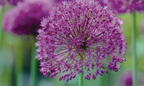 10 graines Allium Purple Sensation, Jardin & Terrasse, Bulbes & Semences, Graine, Automne, Envoi